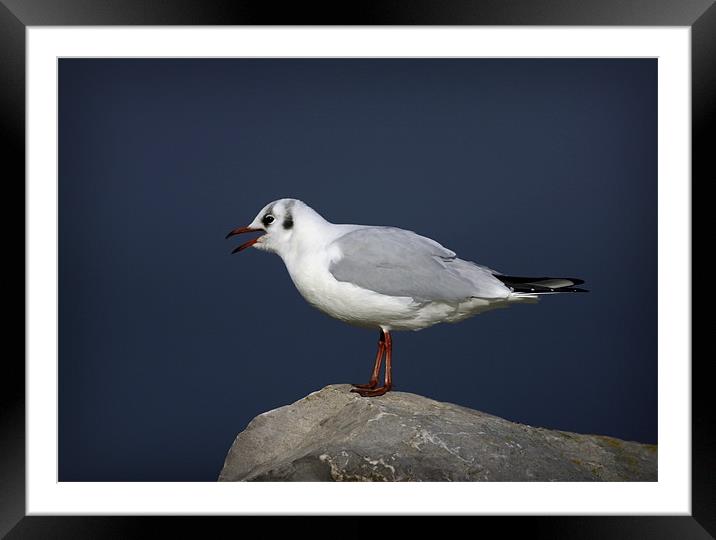 BLACK-HEADED GULL Framed Mounted Print by Anthony R Dudley (LRPS)