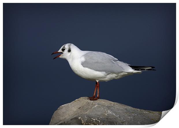 BLACK-HEADED GULL Print by Anthony R Dudley (LRPS)