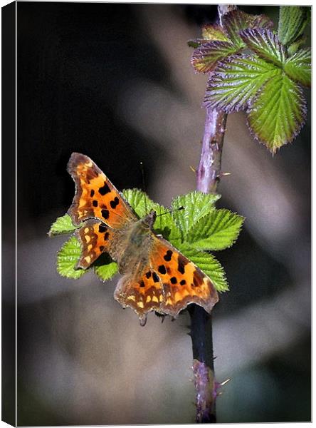 COMMA BUTTERFLY Canvas Print by Anthony R Dudley (LRPS)