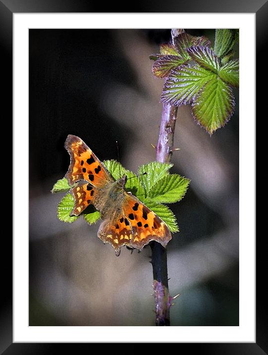COMMA BUTTERFLY Framed Mounted Print by Anthony R Dudley (LRPS)