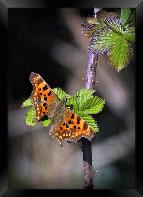 COMMA BUTTERFLY Framed Print by Anthony R Dudley (LRPS)