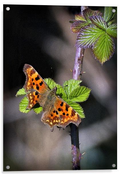COMMA BUTTERFLY Acrylic by Anthony R Dudley (LRPS)