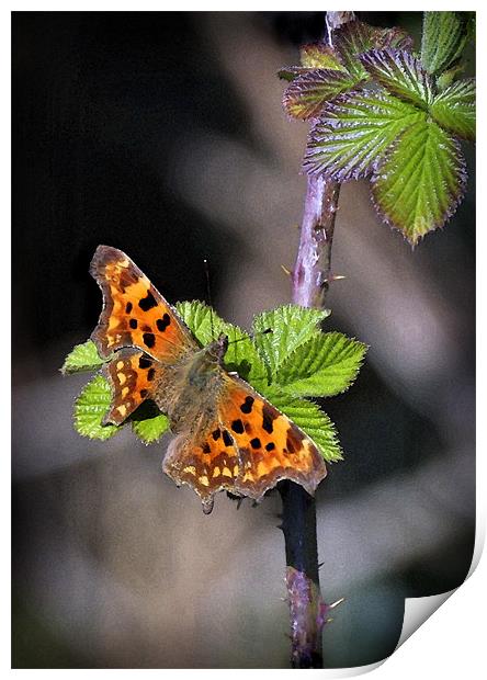 COMMA BUTTERFLY Print by Anthony R Dudley (LRPS)