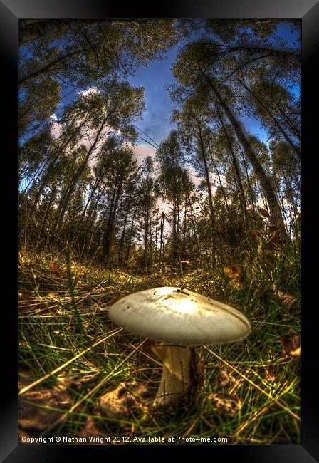 Death cap Framed Print by Nathan Wright
