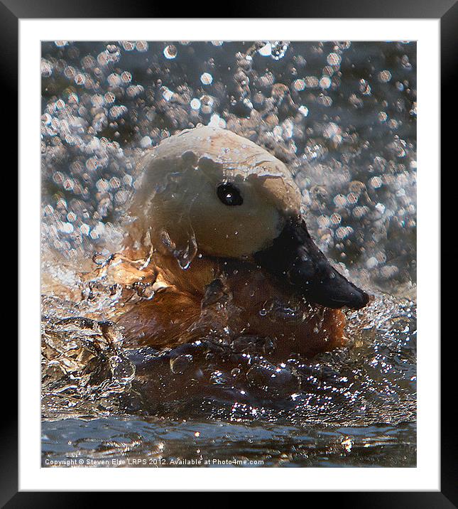 Splashing Duck Framed Mounted Print by Steven Else ARPS
