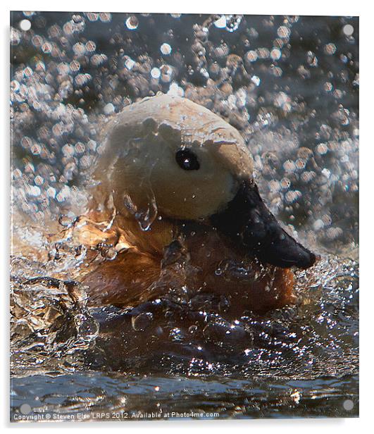 Splashing Duck Acrylic by Steven Else ARPS