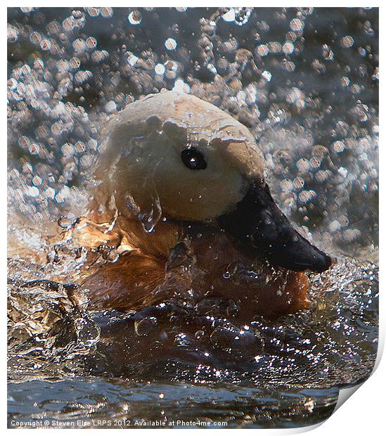 Splashing Duck Print by Steven Else ARPS