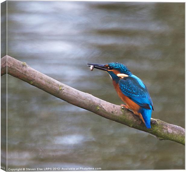 Kingfisher with fish on branch Canvas Print by Steven Else ARPS