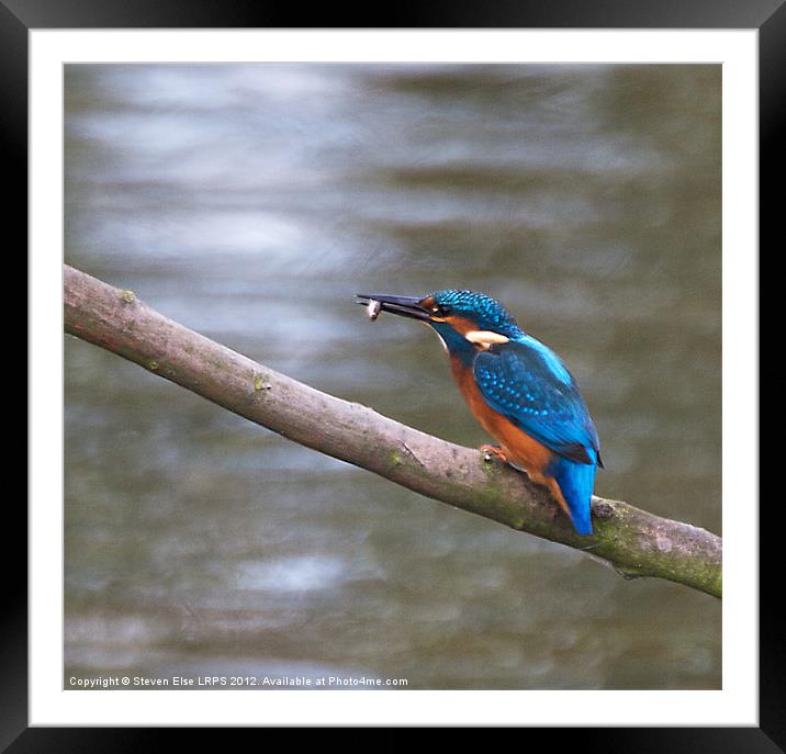 Kingfisher with fish on branch Framed Mounted Print by Steven Else ARPS