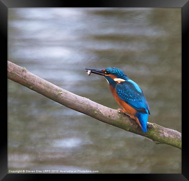 Kingfisher with fish on branch Framed Print by Steven Else ARPS