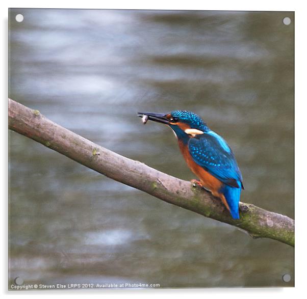 Kingfisher with fish on branch Acrylic by Steven Else ARPS