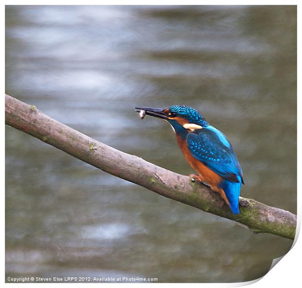 Kingfisher with fish on branch Print by Steven Else ARPS