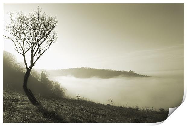 Solitairy Tree Print by Dawn Cox