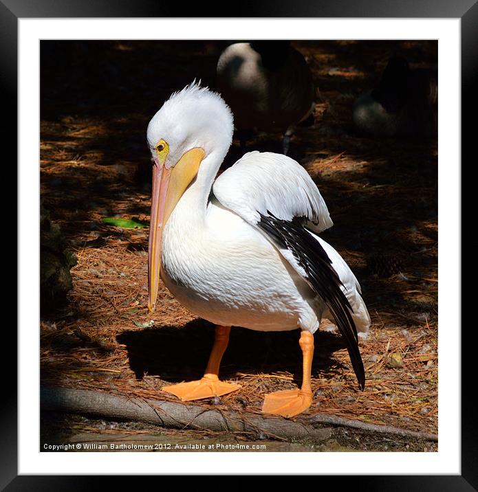 American White Pelican Framed Mounted Print by Beach Bum Pics