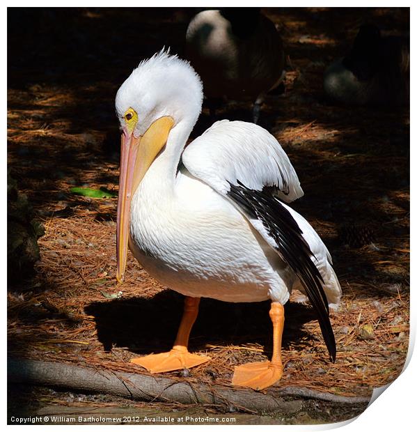American White Pelican Print by Beach Bum Pics