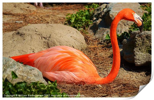 American Flamingo Print by Beach Bum Pics
