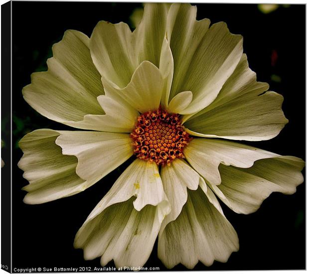 White Cosmos flower Canvas Print by Sue Bottomley