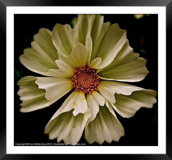 White Cosmos flower Framed Mounted Print by Sue Bottomley