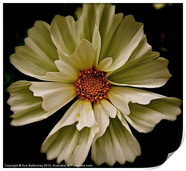 White Cosmos flower Print by Sue Bottomley