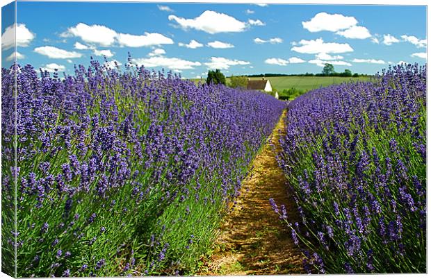 Lavender Farm Canvas Print by Scott  Paul