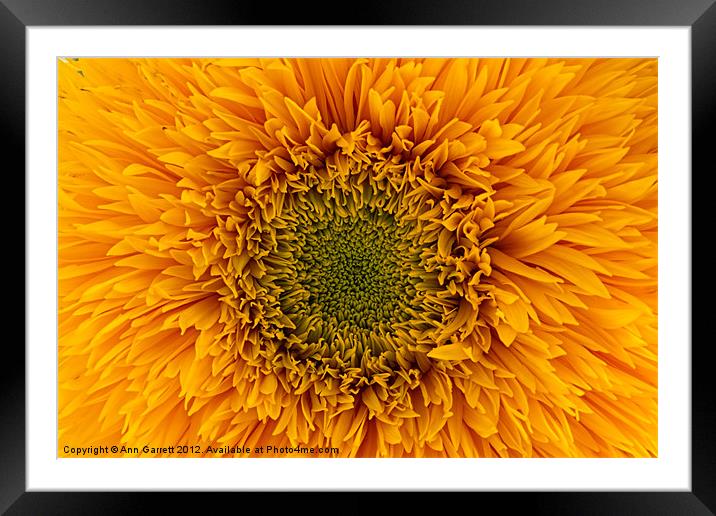 Sunflower Framed Mounted Print by Ann Garrett