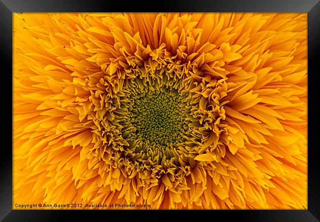 Sunflower Framed Print by Ann Garrett