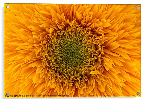 Sunflower Acrylic by Ann Garrett