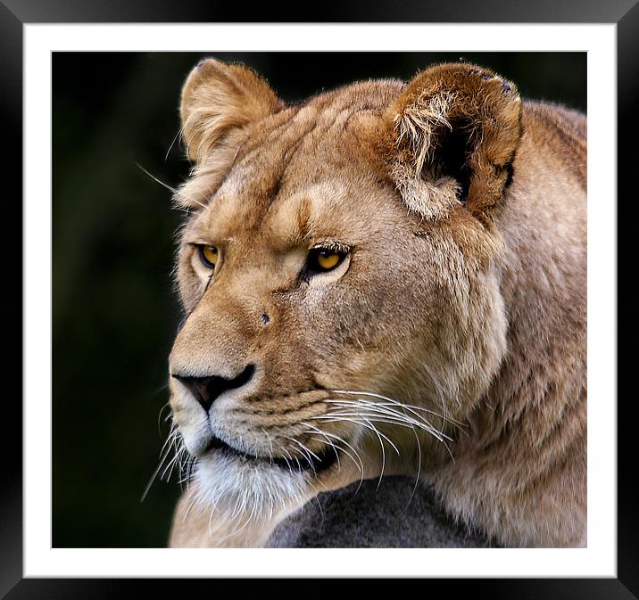 The Lioness Framed Mounted Print by Jennie Franklin