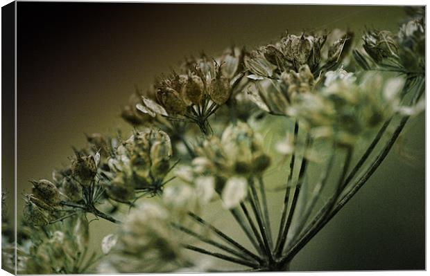 Closely Cow Parsley Canvas Print by Fraser Hetherington