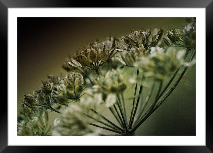 Closely Cow Parsley Framed Mounted Print by Fraser Hetherington