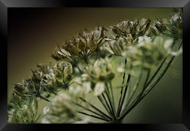 Closely Cow Parsley Framed Print by Fraser Hetherington
