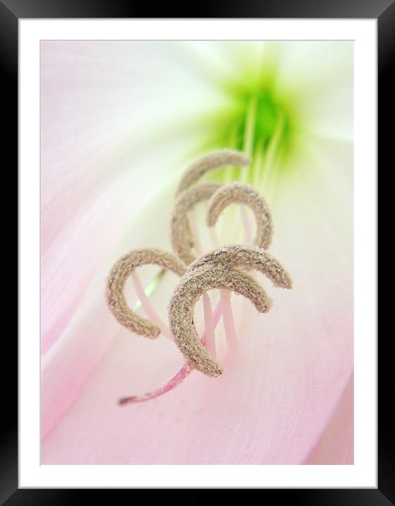 pale pink pollen Framed Mounted Print by Heather Newton