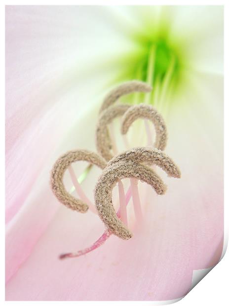 pale pink pollen Print by Heather Newton