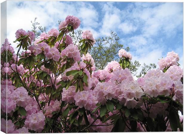 Rhododendrons in Stanley Park Canvas Print by Lori Allan