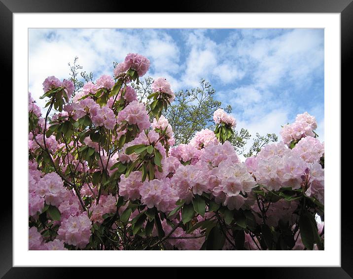 Rhododendrons in Stanley Park Framed Mounted Print by Lori Allan