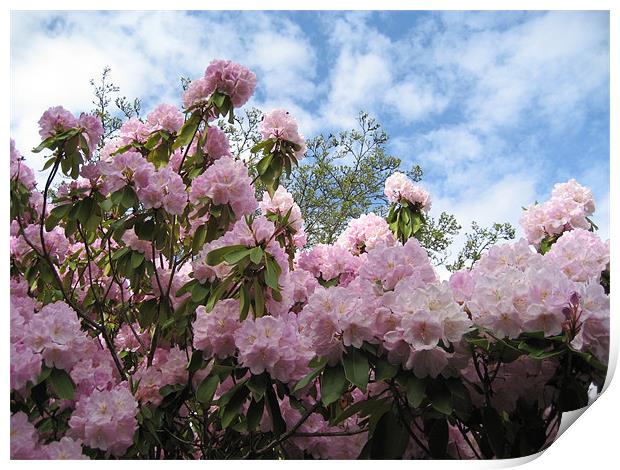 Rhododendrons in Stanley Park Print by Lori Allan