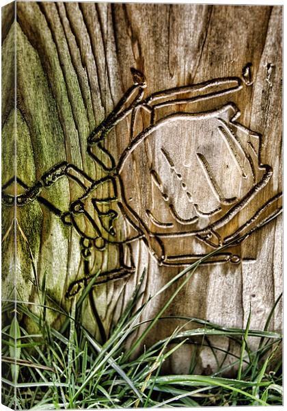 Beetle Cut Canvas Print by Fraser Hetherington