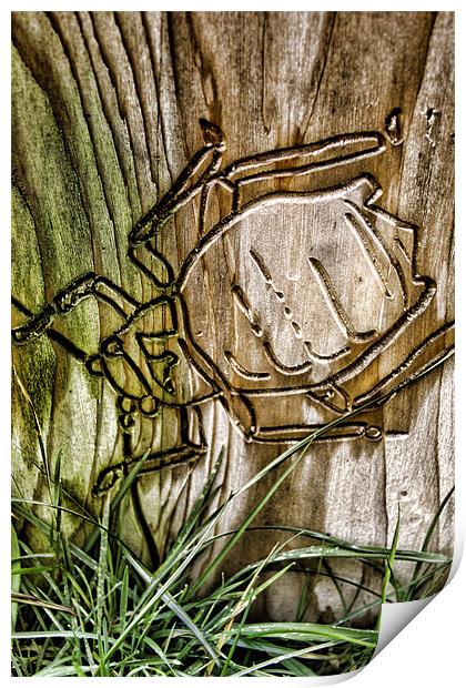 Beetle Cut Print by Fraser Hetherington