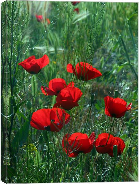 Red Flowers Canvas Print by HASSAN  NEZAMIAN