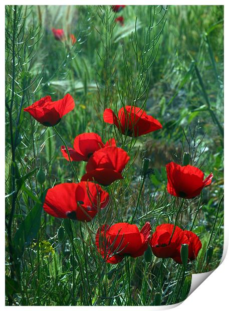 Red Flowers Print by HASSAN  NEZAMIAN
