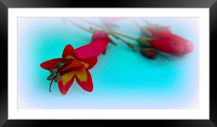 Flower Framed Mounted Print by sue davies