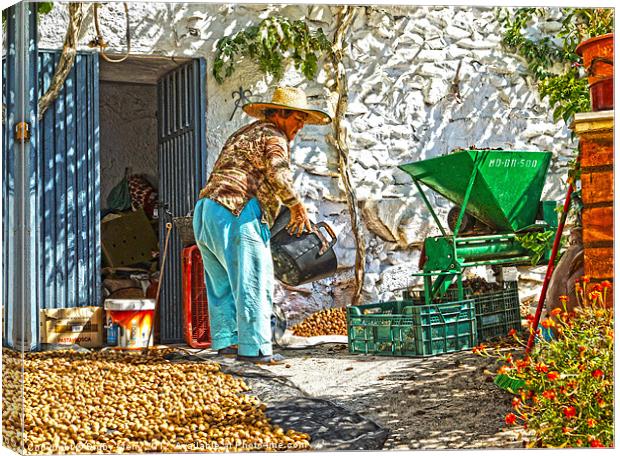 Working with almonds Canvas Print by Digby Merry