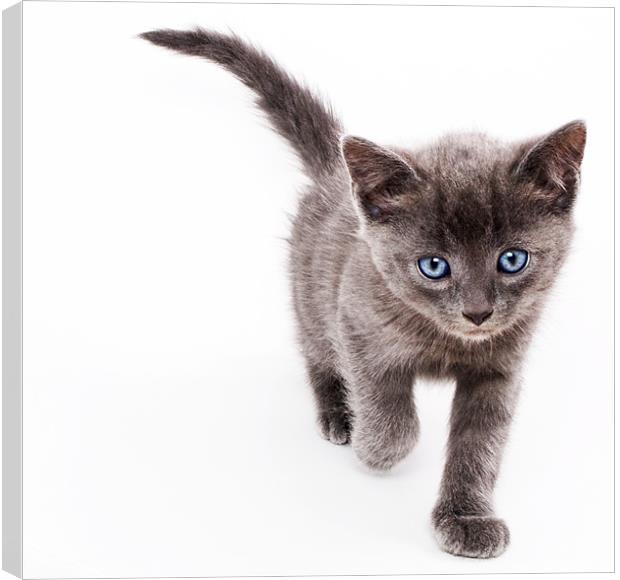 Kitten Canvas Print by Malcolm Smith
