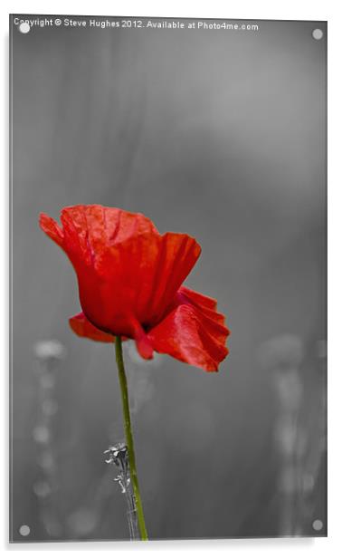 Poppy Standing Proud Acrylic by Steve Hughes