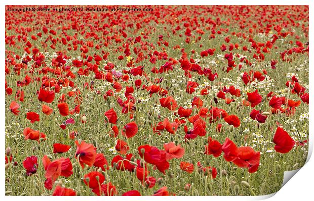Red Sea of Poppies Print by Steve Hughes