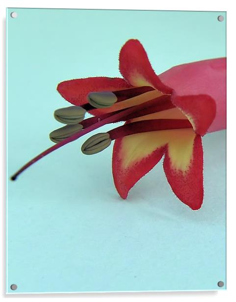 flower power Acrylic by sue davies