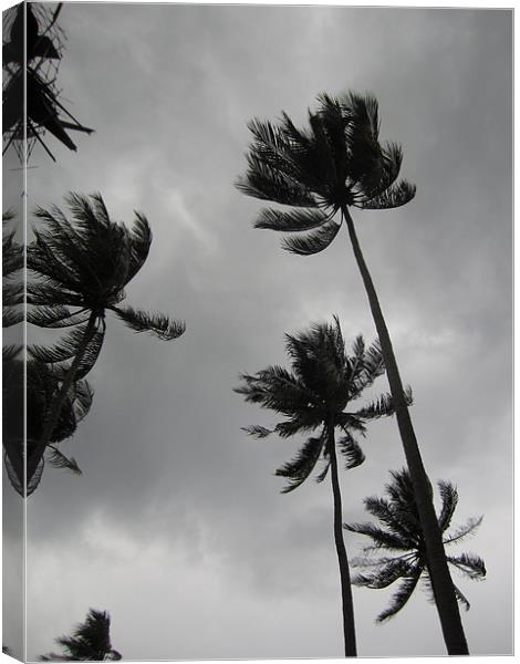 Palm Trees in a Storm Canvas Print by George Oxley