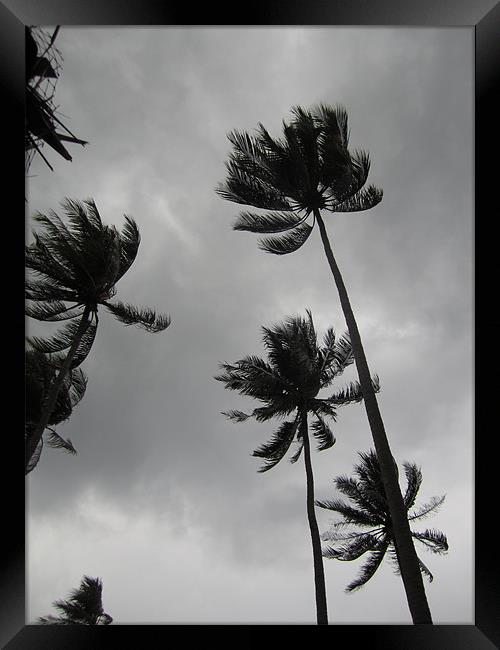 Palm Trees in a Storm Framed Print by George Oxley