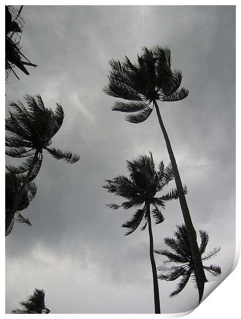 Palm Trees in a Storm Print by George Oxley