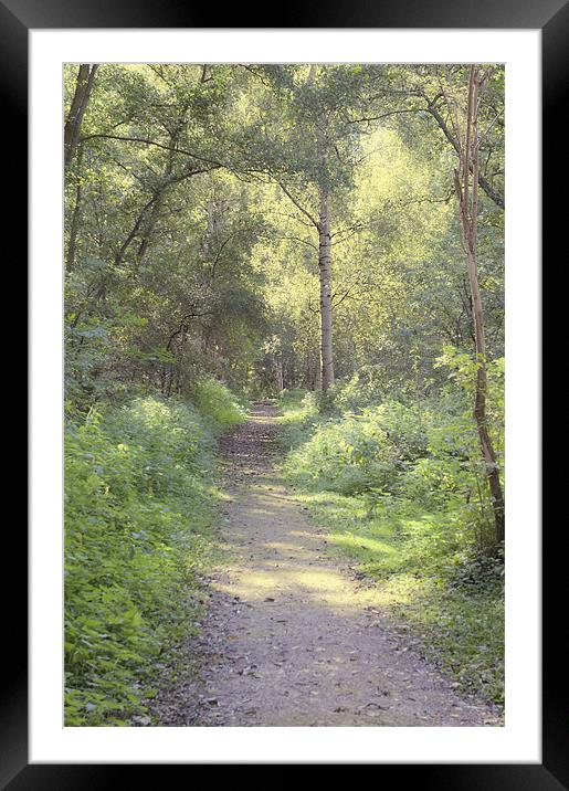 Dappled light pathway Framed Mounted Print by Dawn Cox